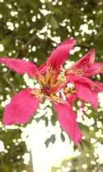 Close-up of insect on pink flower