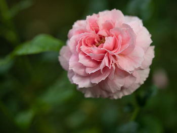 Close-up of rose blooming outdoors