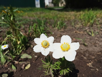 Close-up of white flower on field