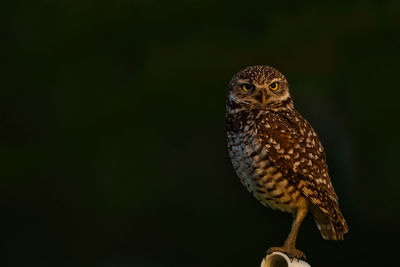 Close-up of bird