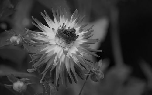 Close-up of white flowering plant