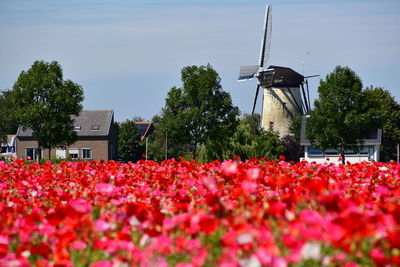 View of red flowering plants against building