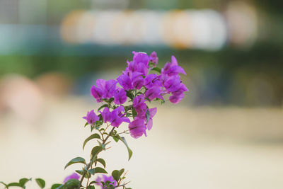 Close-up of pink flowering plant