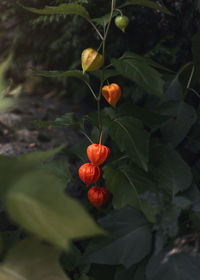 Close-up of red berries growing on plant