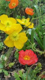 Close-up of yellow flower