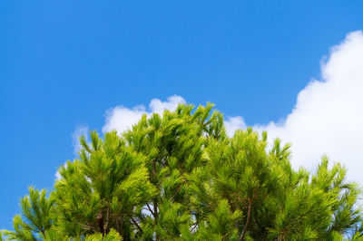 Low angle view of tree against blue sky