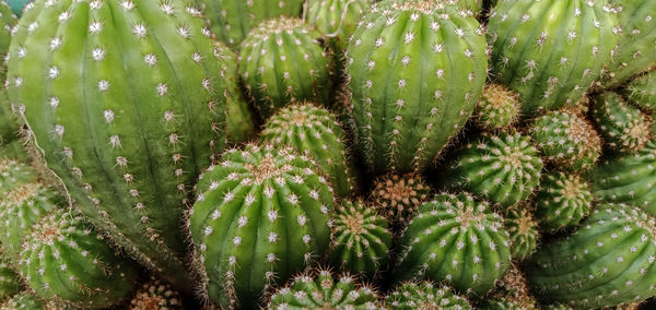 High angle view of succulent plant