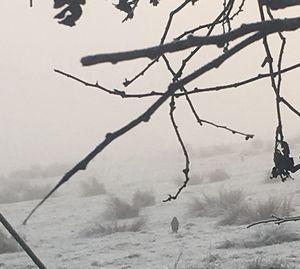 Close-up of frozen bare tree during winter