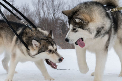 View of two dogs on snow