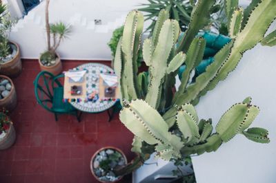 Close-up of plants