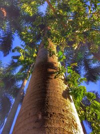 Low angle view of tree