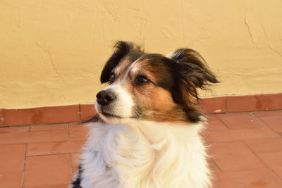 Close-up of dog against wall