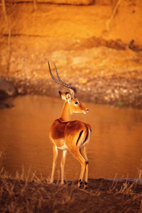 Male common impala stands on riverbank gazing