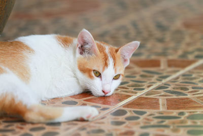 Close-up of a cat resting on tiled floor