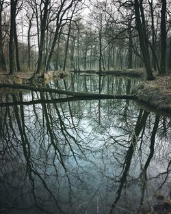 Reflection of trees in lake