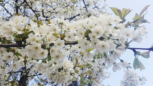 Low angle view of cherry blossoms in spring