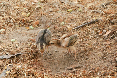 Close-up of bird on field