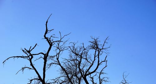 Low angle view of tree against clear blue sky