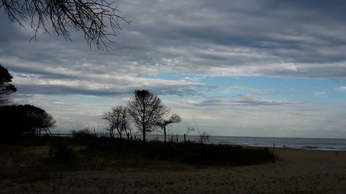 Silhouette trees on beach against sky