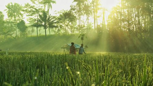 Scenic view of agricultural field