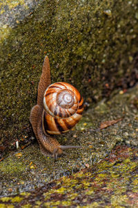 Close-up of snail on rock