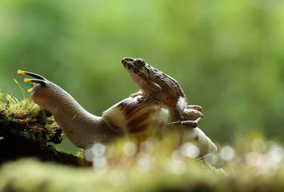 Close-up of frog on snail