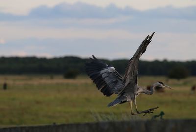  close-up of heron landing in oerestad south on the bridge to vestamager nature area.