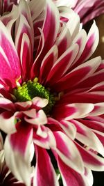 Close-up of pink flower