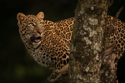 Leopard opens mouth on branch looking up