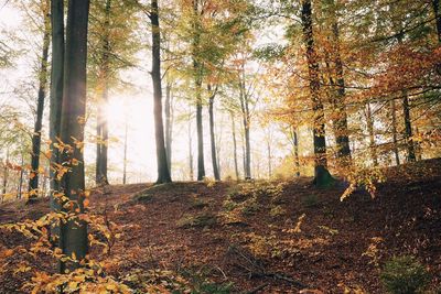 Trees in forest