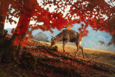 Deer standing on field