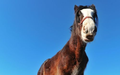 Low angle view of horse against clear blue sky