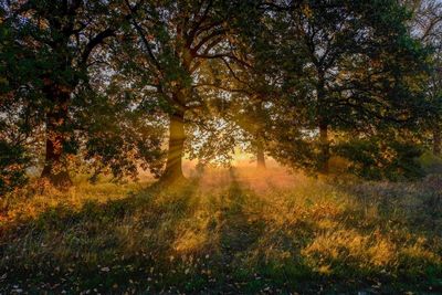 Trees in forest during autumn