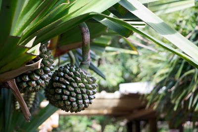 Close-up of pinecone hanging on tree