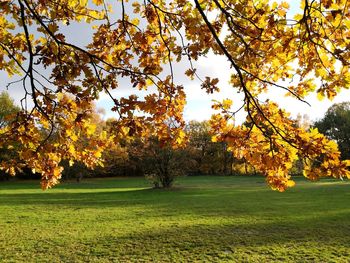 Trees on field during autumn