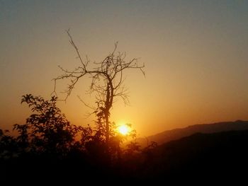 Silhouette trees against clear sky during sunset