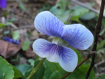 Close-up of purple flower