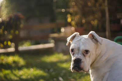 Dog in park