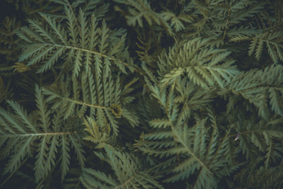 Full frame shot of plants