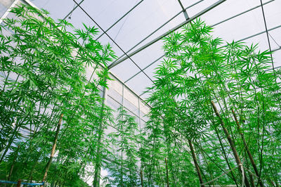 Low angle view of trees against sky