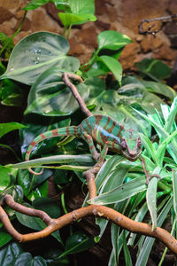 Close-up of grasshopper on plant