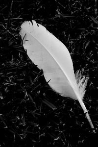 Close-up of white flowers