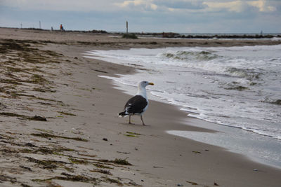 Seagull on beach