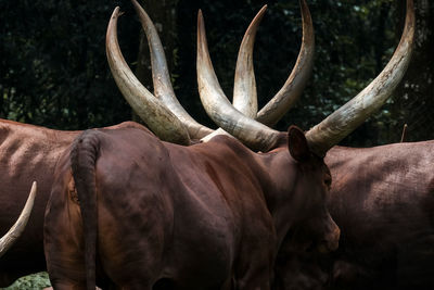 The backside view of watusis with long horn