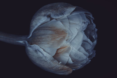 Close-up of bird against black background