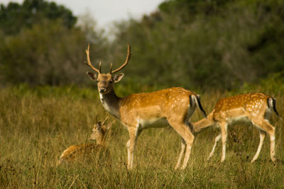 Deer standing on field