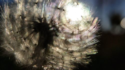 Close-up of dandelion