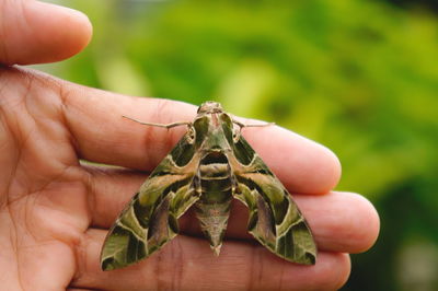 Close-up of hand holding moth
