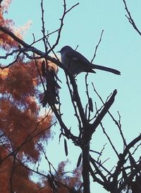 Low angle view of birds perching on branch