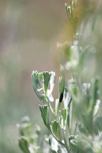 Close-up of flowering plant